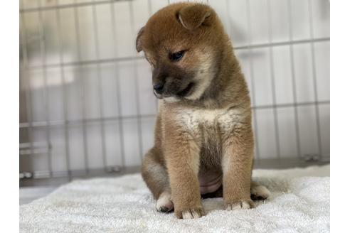 成約済の岡山県の柴犬-136199の5枚目